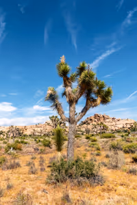 Joshua Tree