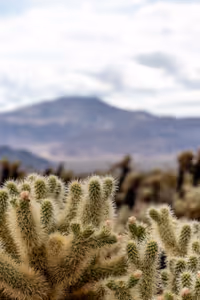 ÐÐ° ÑÐ°Ð·Ñ
Ð¾Ð´ÐºÐ° Ð¸Ð· ÐºÐ°ÐºÑÑÑÐ¾Ð²Ð°ÑÐ° Ð³ÑÐ°Ð´Ð¸Ð½Ð°
