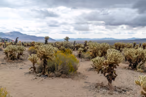 ÐÐ° ÑÐ°Ð·Ñ
Ð¾Ð´ÐºÐ° Ð¸Ð· ÐºÐ°ÐºÑÑÑÐ¾Ð²Ð°ÑÐ° Ð³ÑÐ°Ð´Ð¸Ð½Ð°
