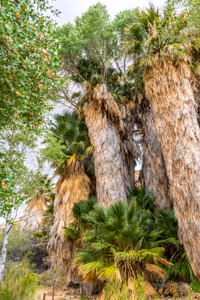 Cottonwood Tree Oasis