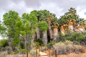 Cottonwood Tree Oasis