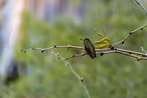 Едно малко колибри