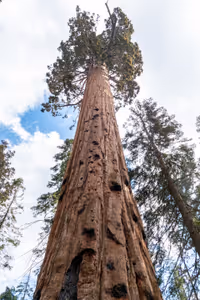 Едно "малко" дърво