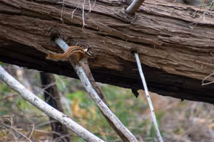 Ð Ð°Ð·Ñ
Ð¾Ð´ÐºÐ° Ð¸Ð· Ð³Ð¾ÑÐ°ÑÐ° Ð² Ð½Ð°ÑÐ¸Ð¾Ð½Ð°Ð»Ð½Ð¸Ñ Ð¿Ð°ÑÐº Ð¡ÐµÐºÐ²Ð¾Ñ